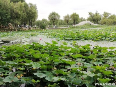 石家庄哈尔滨太阳岛旅游景点推荐，你去过几个？